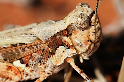 Acrididae sp Grasshopper (za) (Acrididae sp)